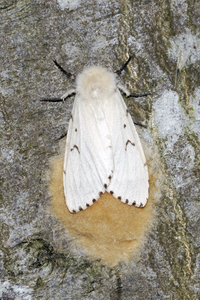 Lymantria dispar... la coppia separata